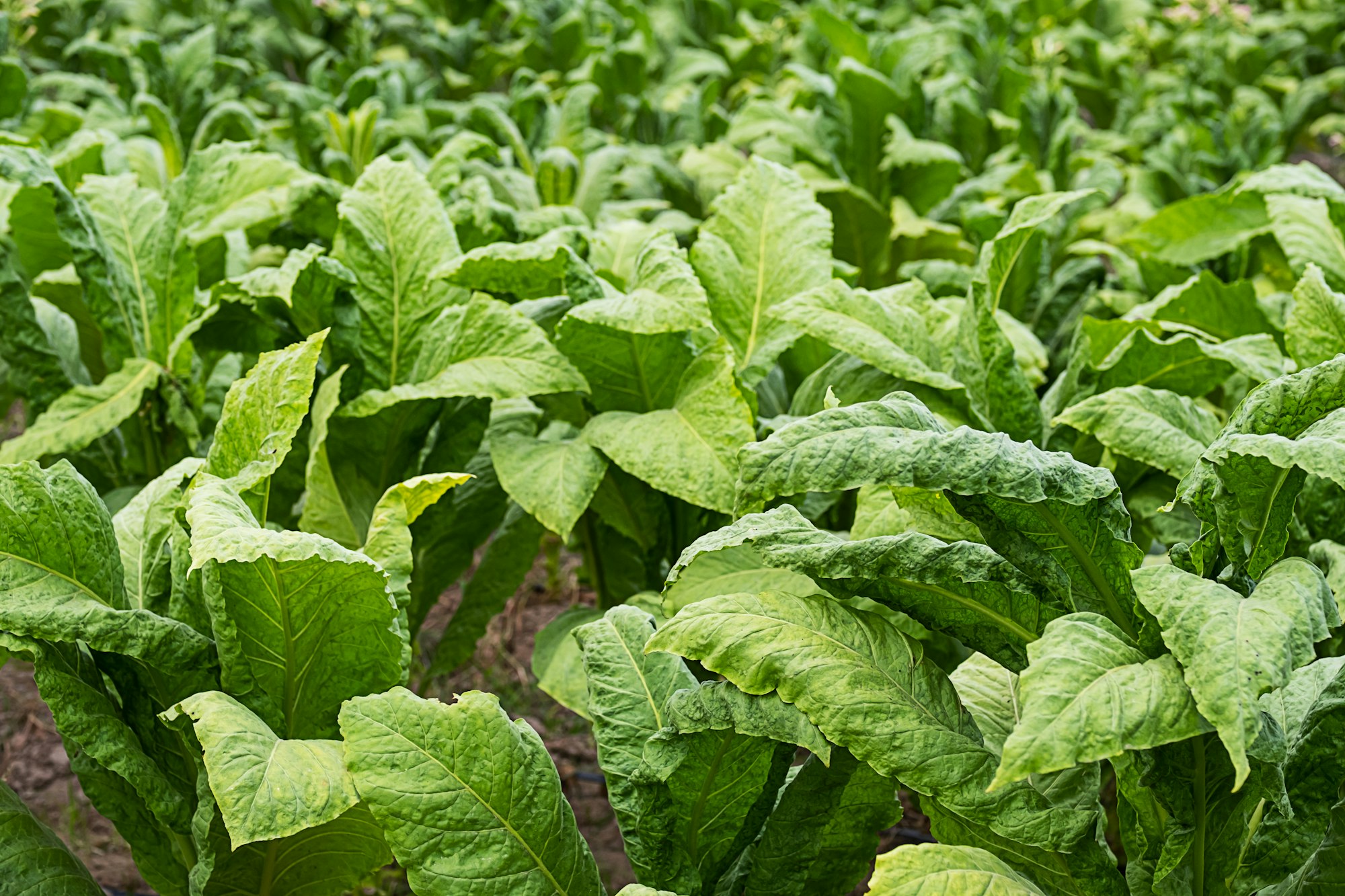 Tobacco plantation. Field of tobacco.